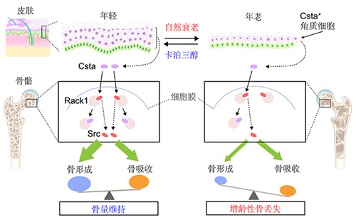 丙烯腈与苯乙烯反应聚合反应原理