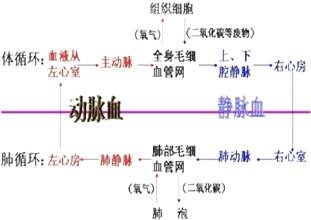 奶的结构示意图